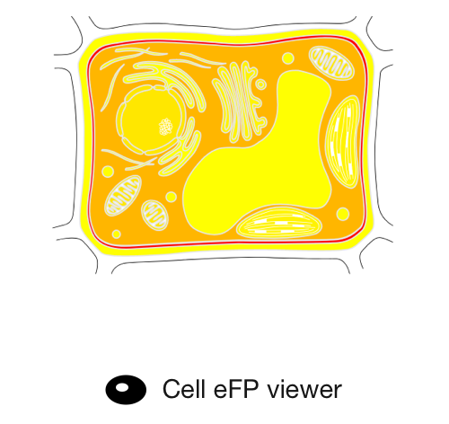 Cell eFP image