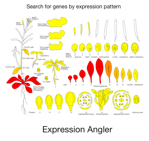 Expression angler image