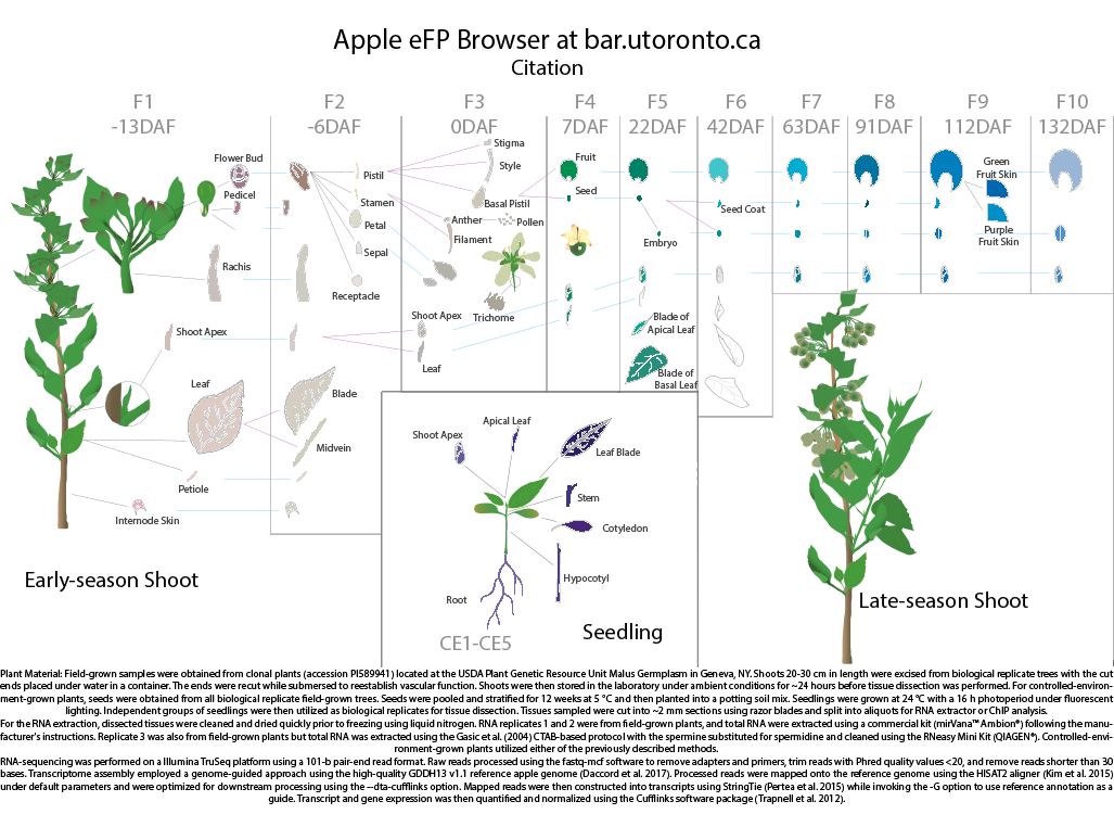 Apple Efp Browser