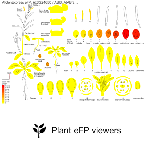Plant eFP image